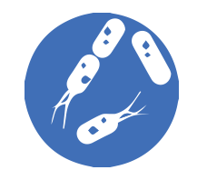 Salmonella