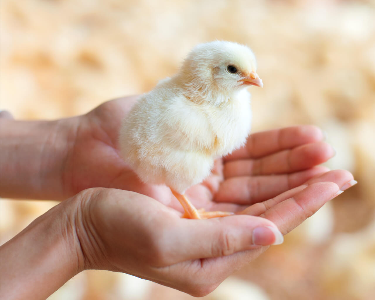 Het gebruik van antibiotica vermindert nog meer